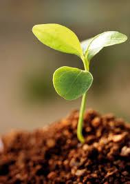 vnímať zázrak, prežiť zázrak...